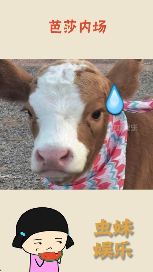 娱乐吃瓜酱简介,揭秘娱乐圈幕后故事,带你领略明星真实生活